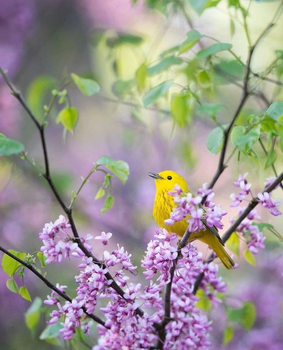 ✨ معااااذ ✨ tweet media
