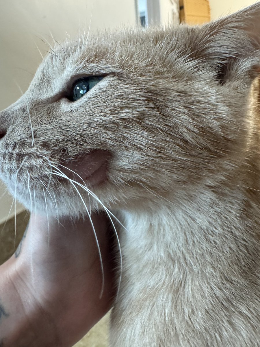 Tony started losing hair near his mouth the other day, brought him to the vet today…