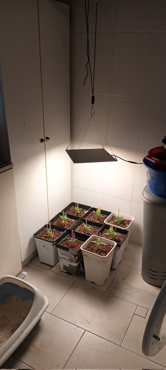 El Pensionista tweet media