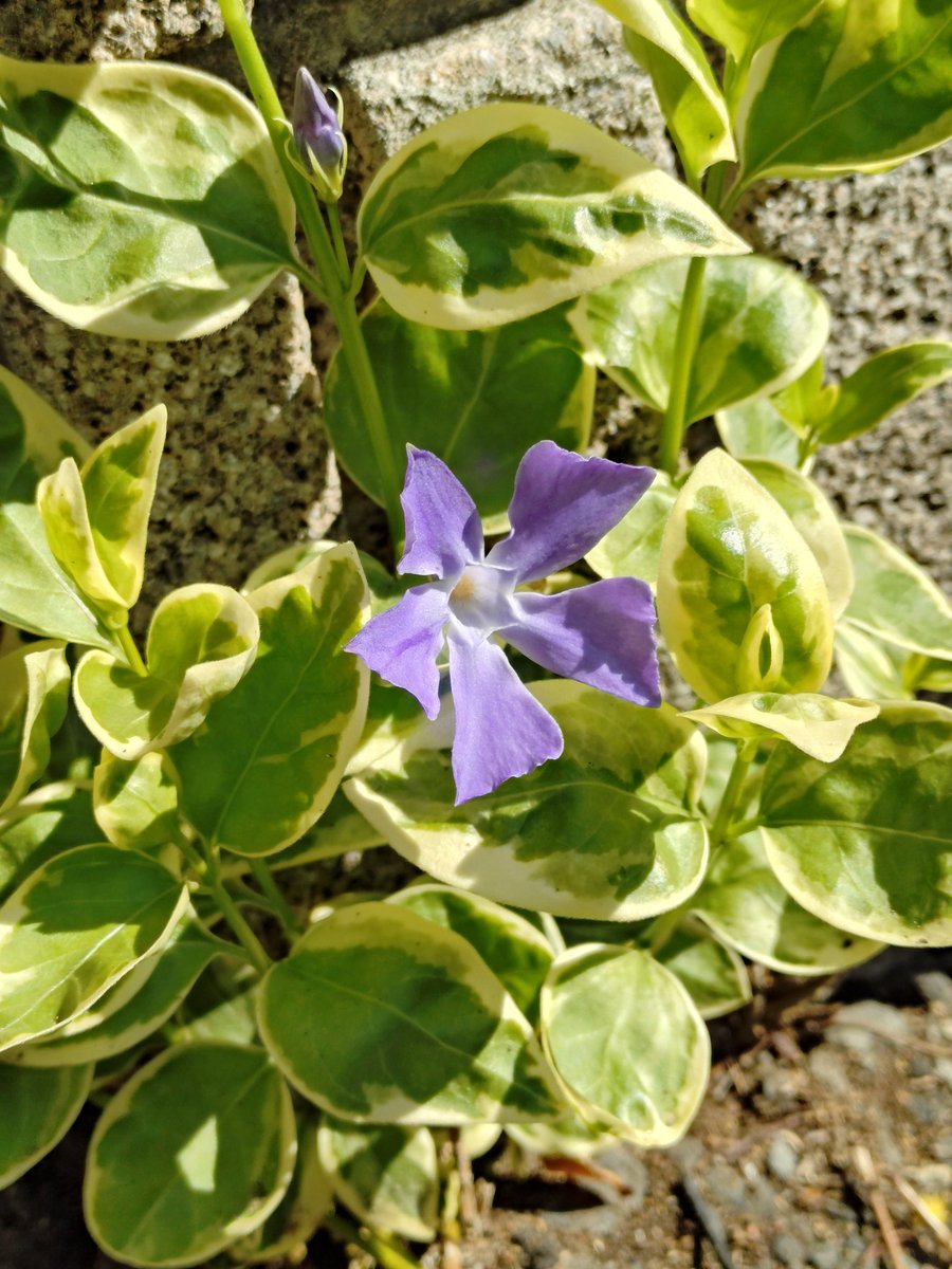 MaechanF tweet media