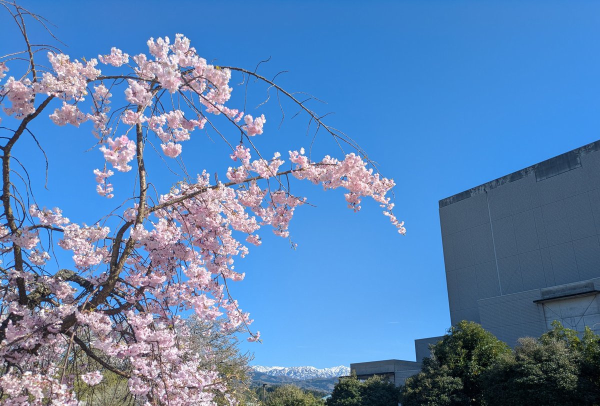 mico43's tweet photo. すっごい青空と桜🌸
スタレビライブは晴れ率80%以上🌞‼️
ライブ中の録音、録画はダメですよーー‼️
アーティストさんのルールを守って楽しいライブにしましょうね❣️ https://t.co/HJZ3SFbQ1W