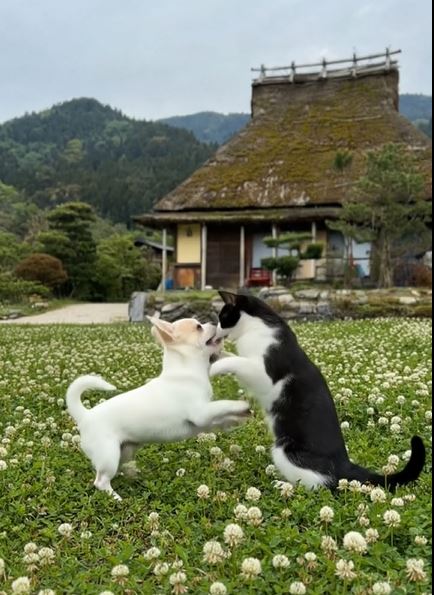 nyancorepon's tweet image. あのね！あのね！なに？何なの？どうしたの？
＃自然 ＃ペット