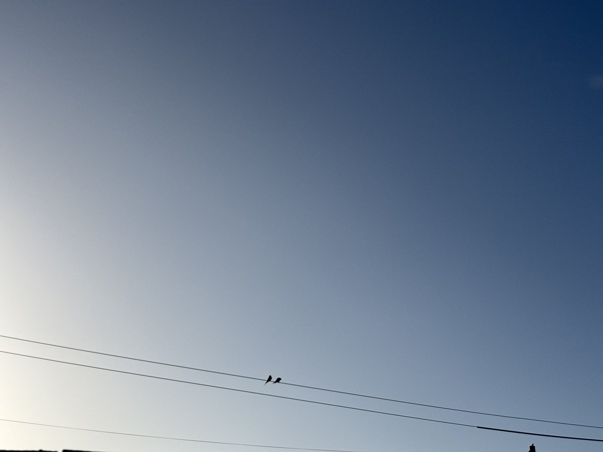 JulietBlaxland's tweet image. Swallows are back! 🌍💫🐥 #Suffolk