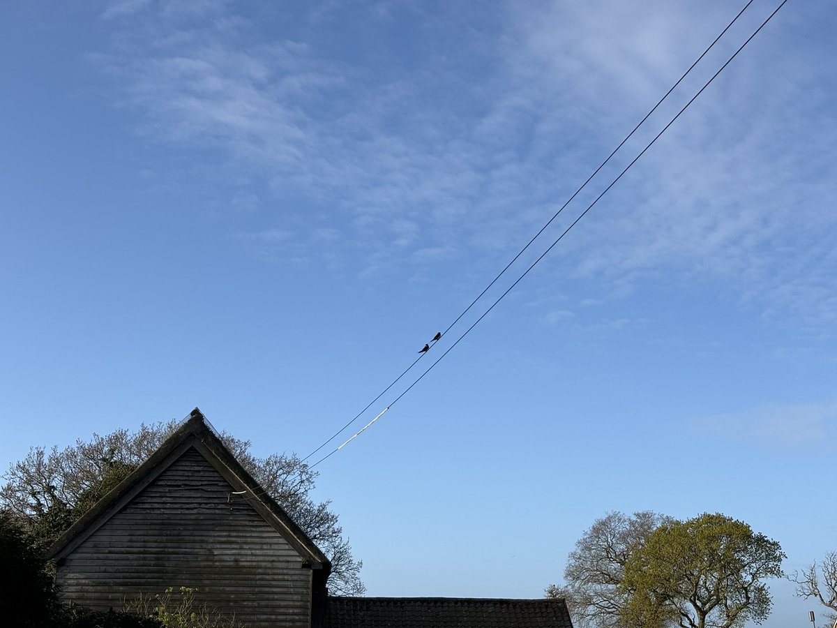JulietBlaxland's tweet image. Swallows are back! 🌍💫🐥 #Suffolk