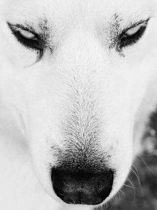 Wido Muruswallum tweet media