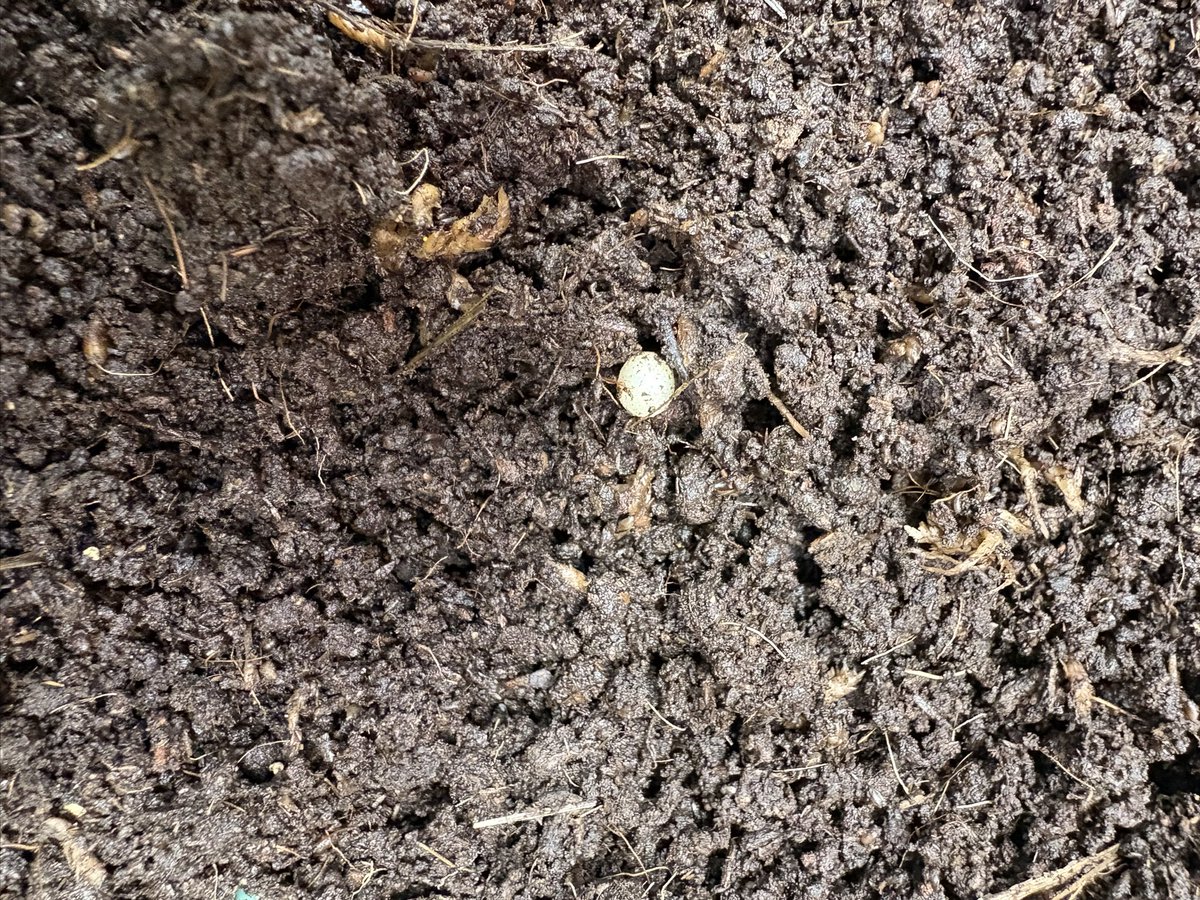 jaws_insect's tweet photo. パンカブト
産卵確認。 https://t.co/ELT3YogLJY