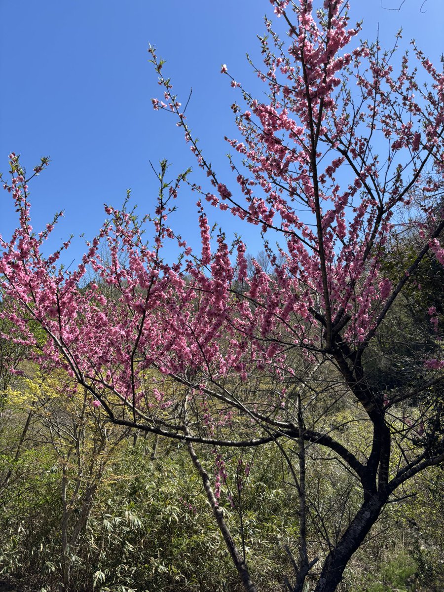 金精川のマス池🐟ヤシオマスの塩焼き&amp;唐揚げ定食❗️腹ペコで晴天の山里ツーリングしてたらマス池あったので、釣らずに食べました😋焼き待ち時間で腹ペコでめまいしましたが、朱肉色のマスが肉厚で美味❣️高温で揚げられた唐揚げも骨までカリッカリで美味😋ご馳走様でした〜