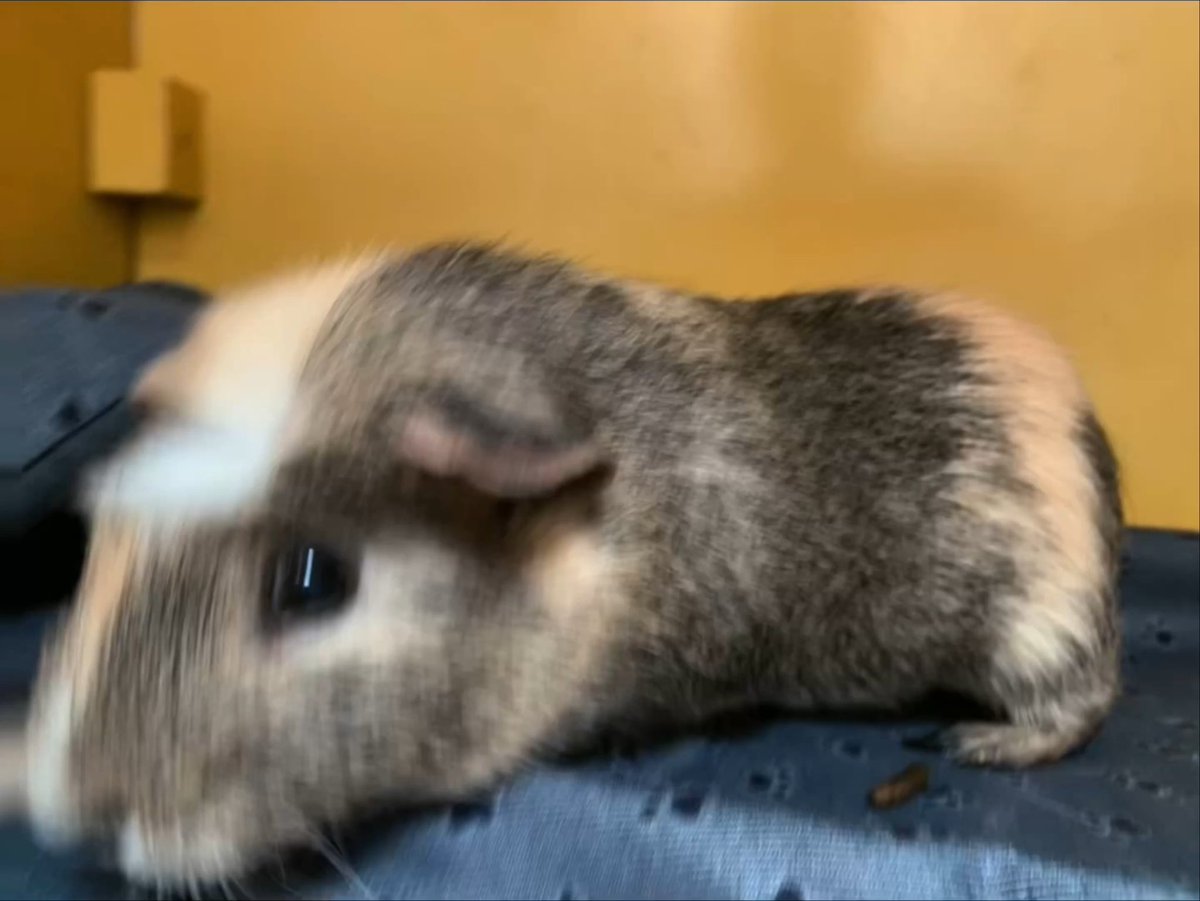 eastvalleybunnyguineapigs tweet media