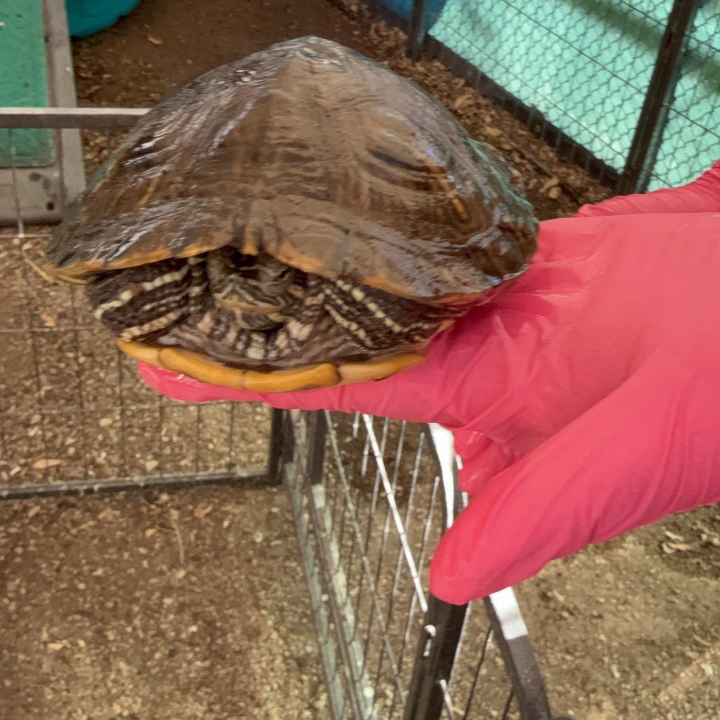 eastvalleybunnyguineapigs tweet media