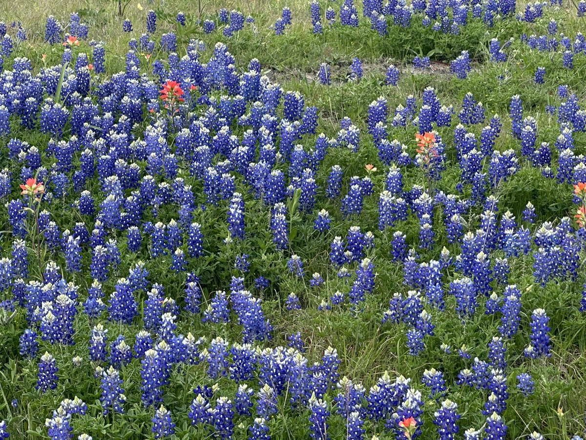 Jayne_Statue's tweet photo. The #bluebonnets in Ennis, TX today. https://t.co/3kCfoqMd2S