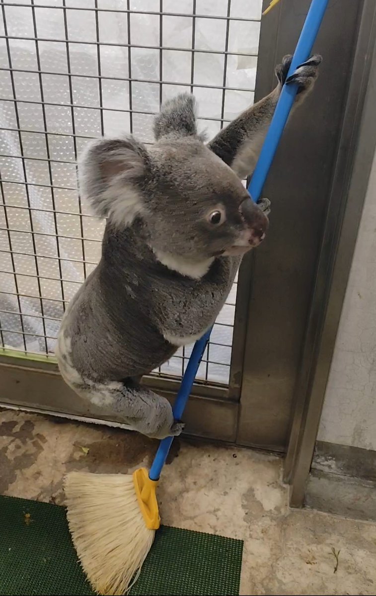 横浜市立金沢動物園【公式】 tweet media