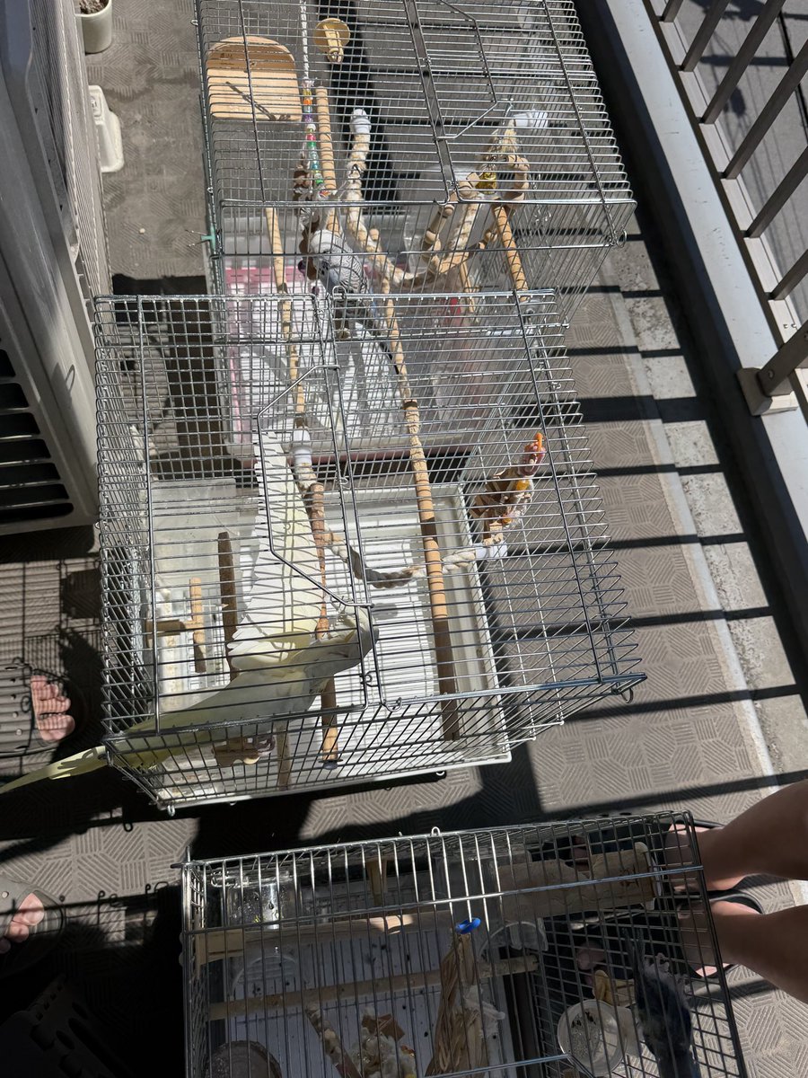 モリボーン 2フー tweet media