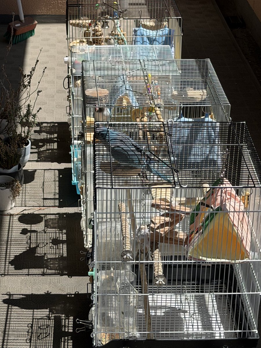 モリボーン 2フー tweet media