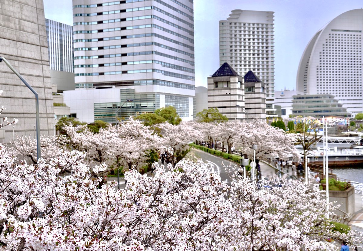 ガーデンネックレス横浜公式 tweet media