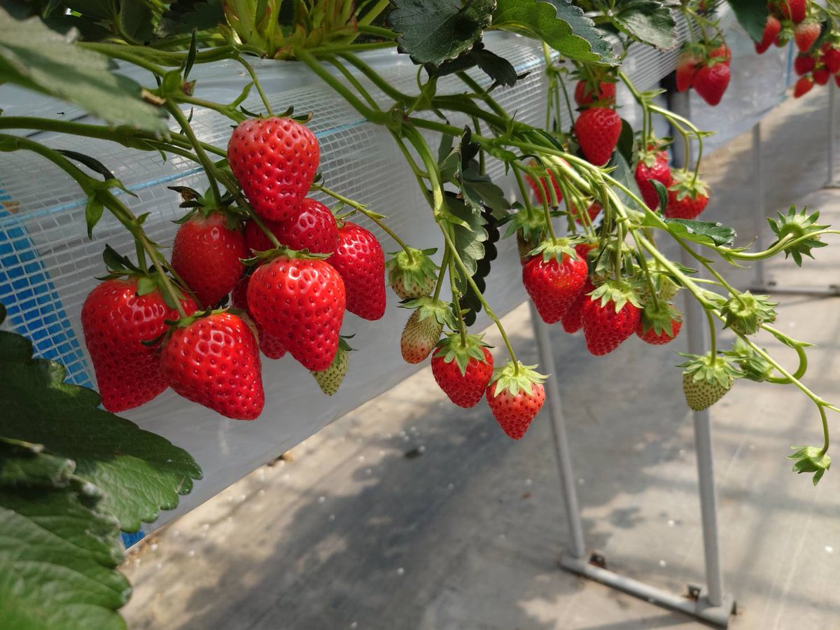 シロぶさ@ tweet media