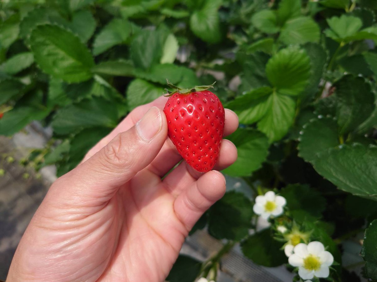 シロぶさ@ tweet media