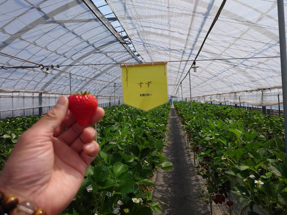 シロぶさ@ tweet media