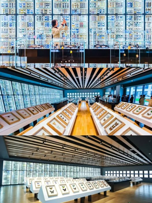 Beijing Insect NEW MUSEUM IN #BEIJING: The Peking Insect Museum, the first in the ...