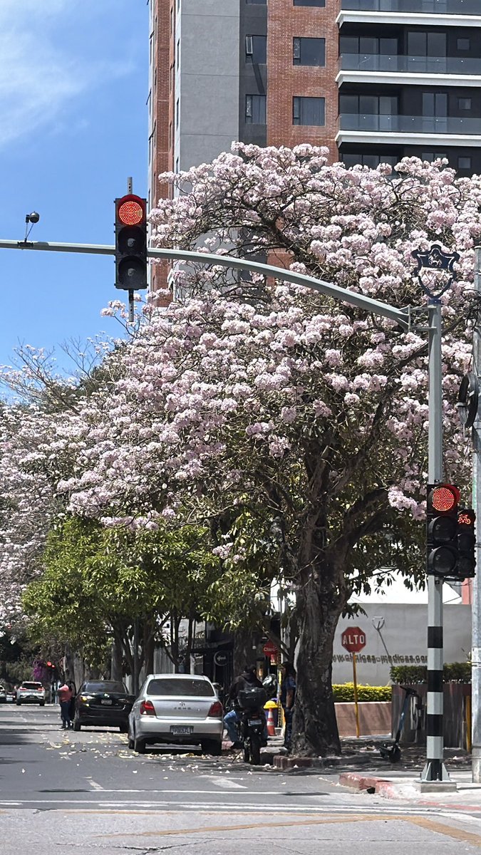 Lisbeth279's tweet photo. Las calles de Guatemala se pintan de rosado 🌸
#roblerosado
#matilisguate
#rosado https://t.co/HKLwz8Jw09