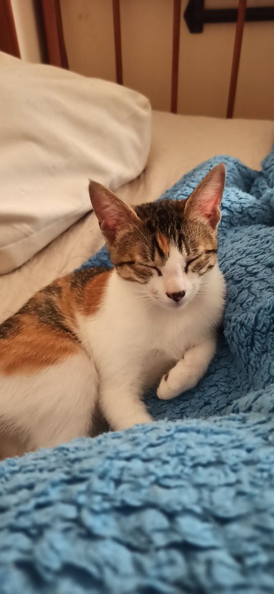 Lanfan 🙏🏻🤍 tweet media