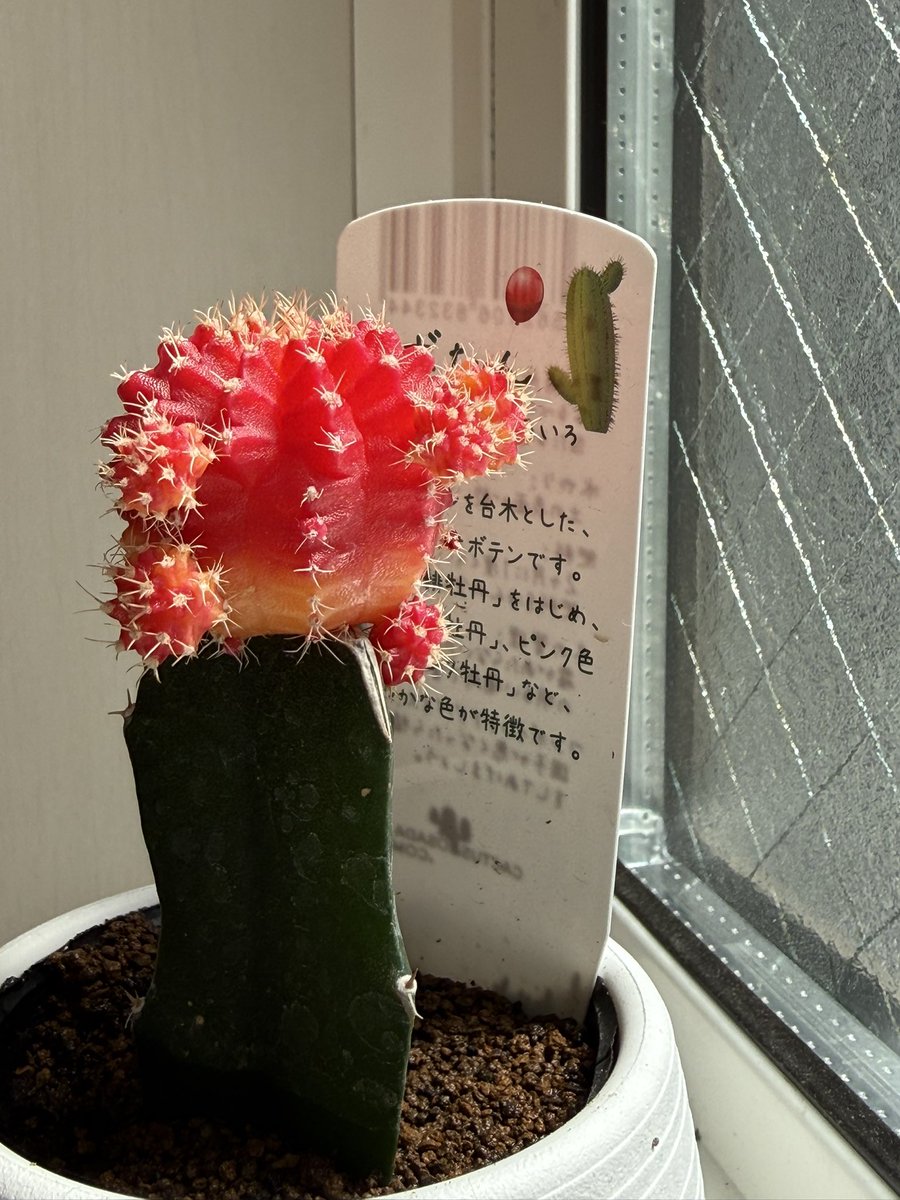 小学生ぶりにサボテンを連れて帰ってきた🌵つい水をあげすぎて腐らせてしまうのがオチ