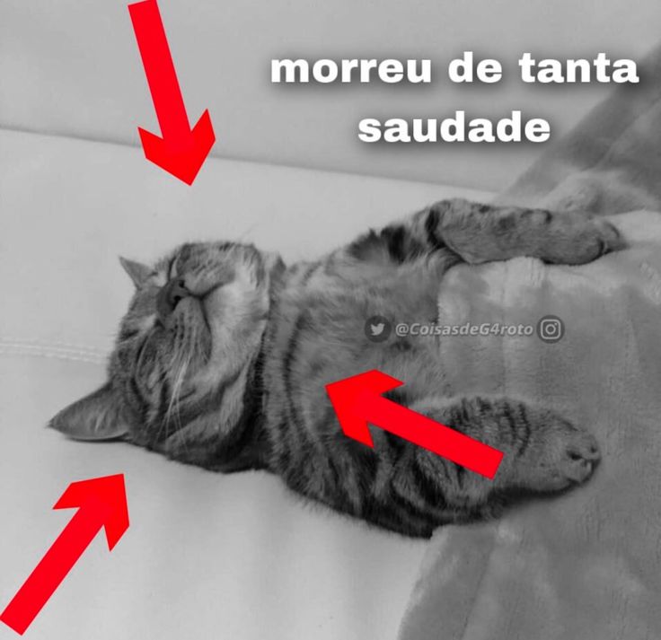 perfil dedicado a gatinhos e peitos tweet media