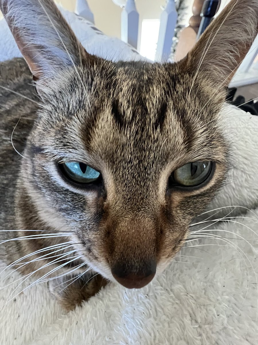 hrguybrett's tweet photo. @mysterywhiteb0y bryan do we have the same cat https://t.co/f8maY0YCBW