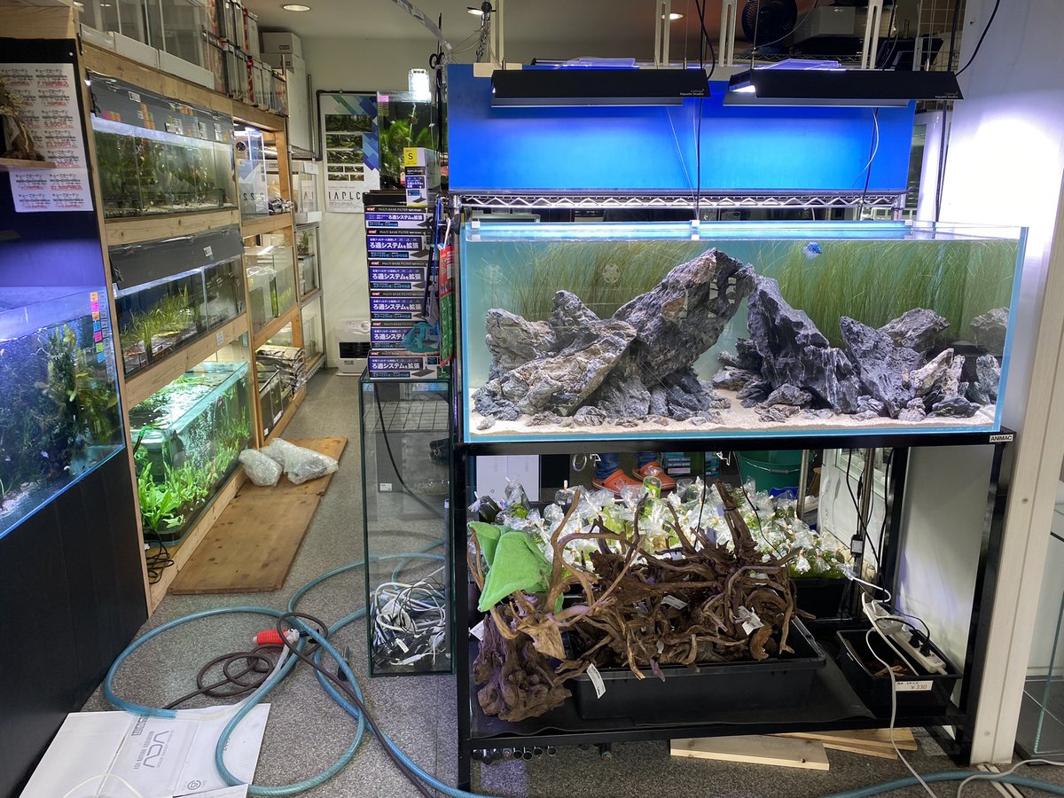 真雅えび tweet media