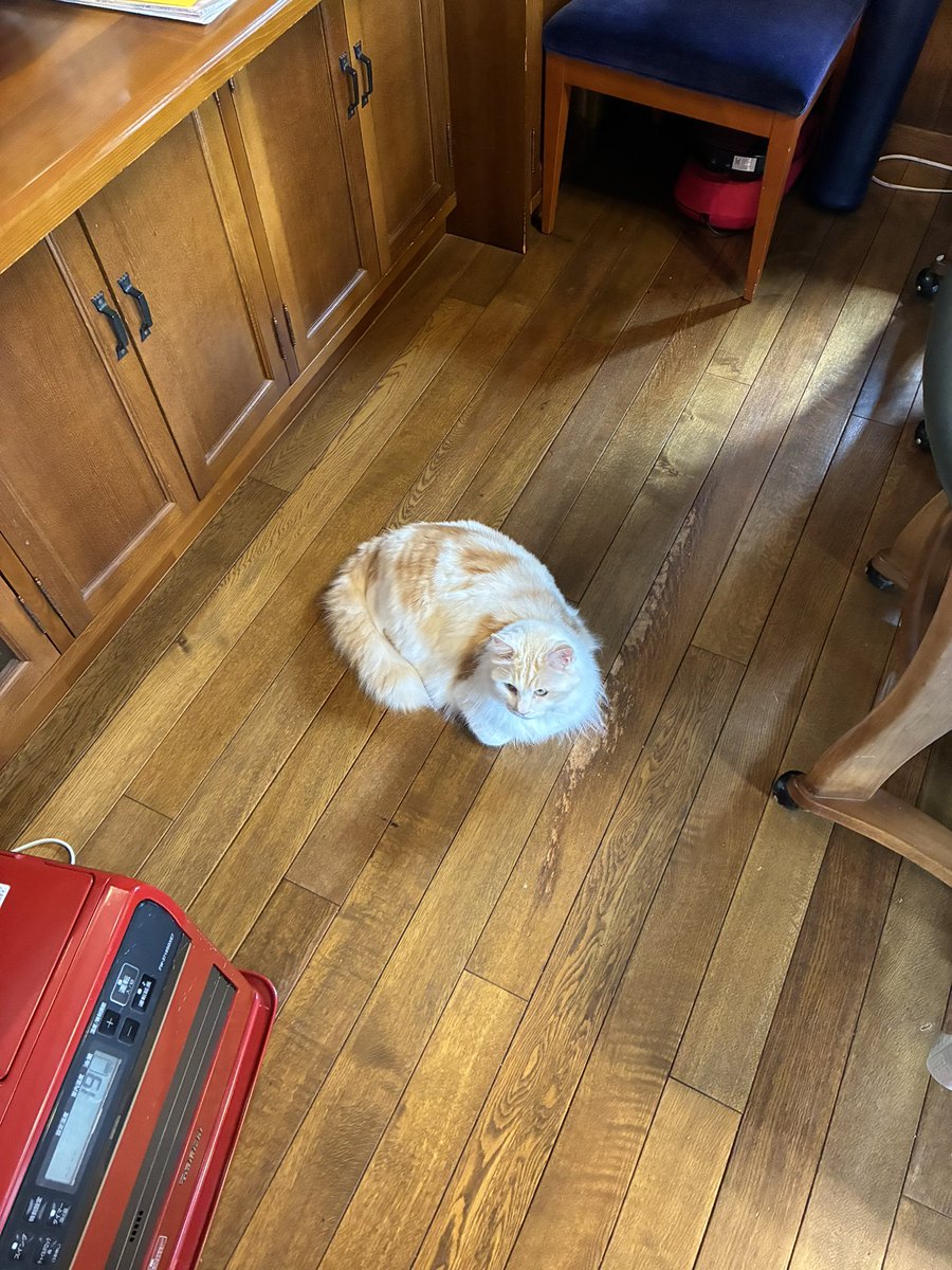 みけねこすけ/みけおじ tweet media