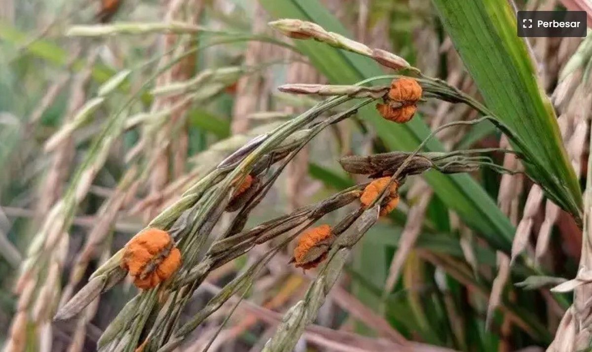 rouppme's tweet photo. Pasti pernah lihat gabah padi yang "mekar" dan gumpalan oranye kayak begini? Banyak petani pikir itu jamur biasa. "Ah cuma jamur oncom biasa"

Padahal ini kode yang harus dibaca.  👇️ https://t.co/OnFyKx3Itc