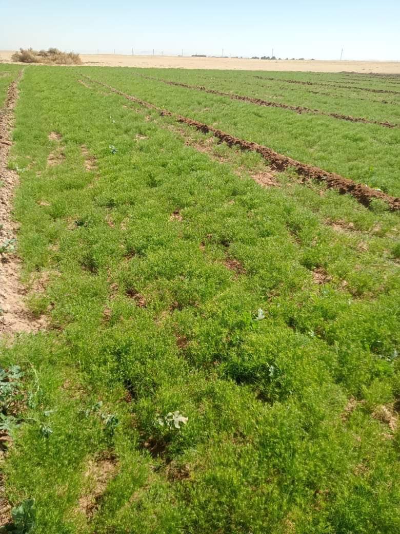 مراد قره مصطفى tweet media