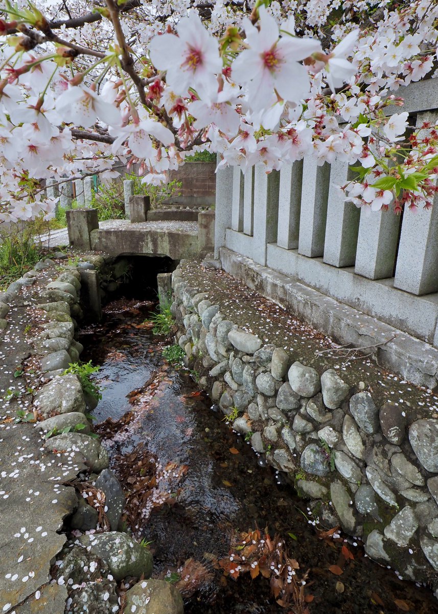 アマガエル tweet media