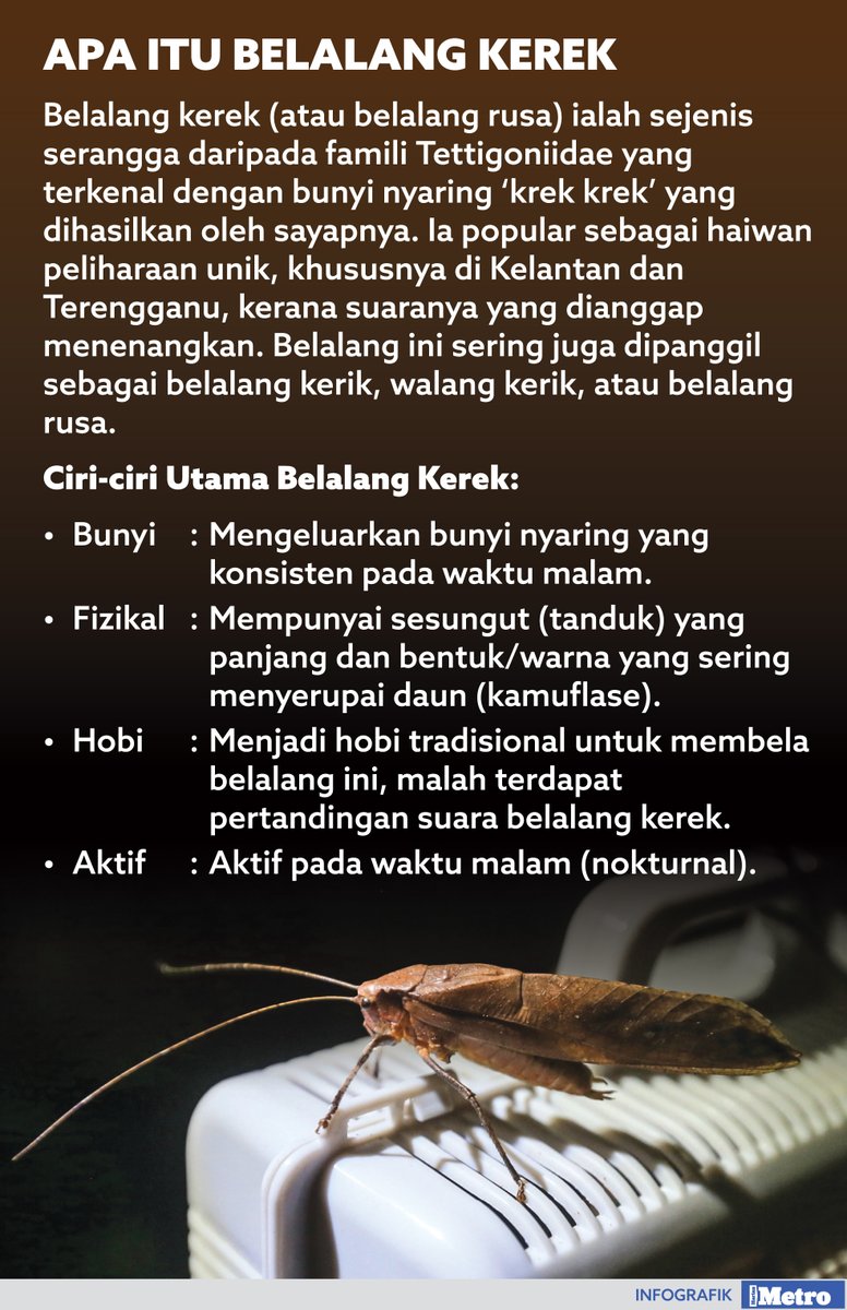 hmetromy's tweet image. #infografik Apa itu belalang kerek?