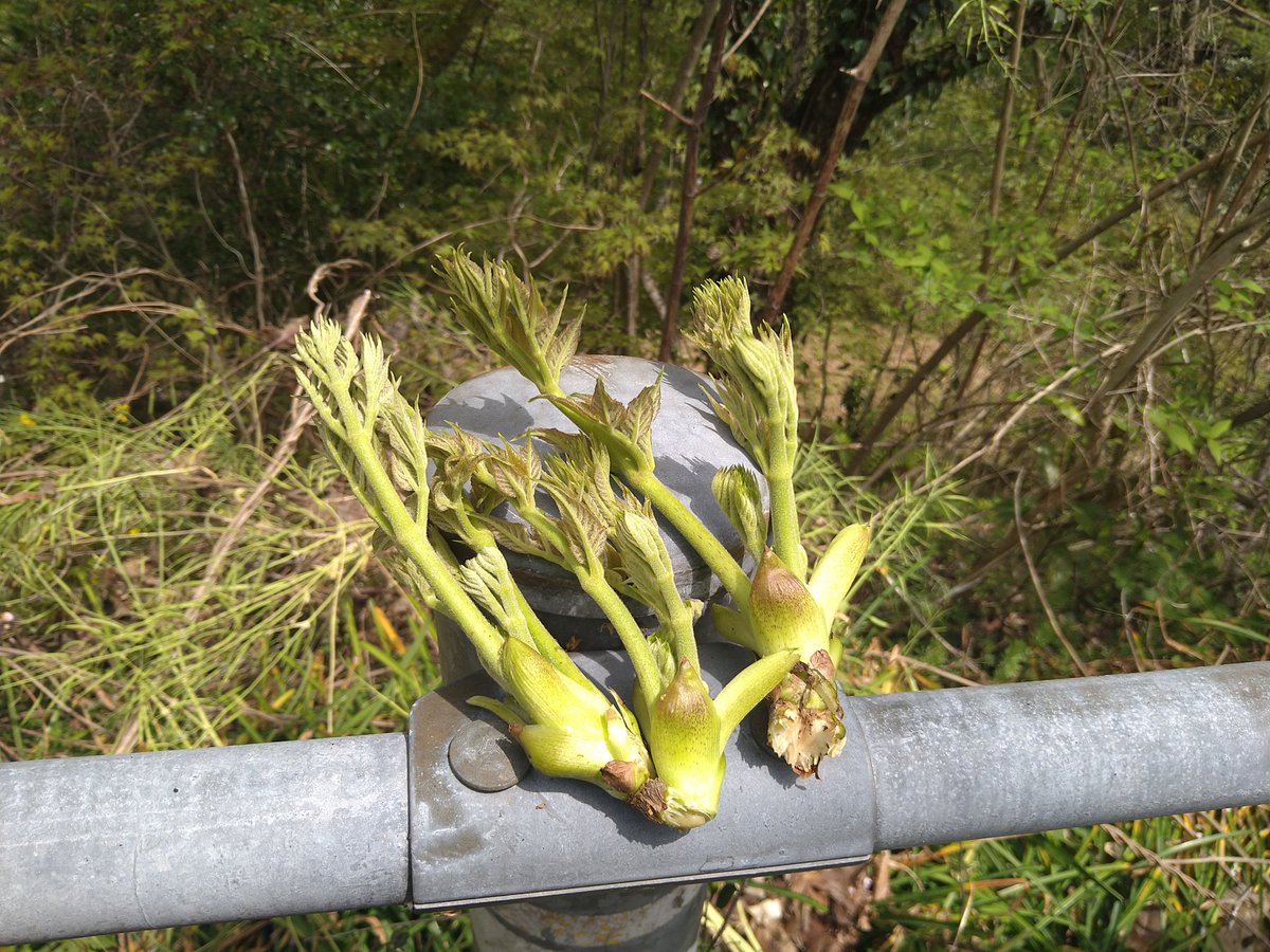 タラの芽げっちゅ👍🏻>⏝<👍🏻