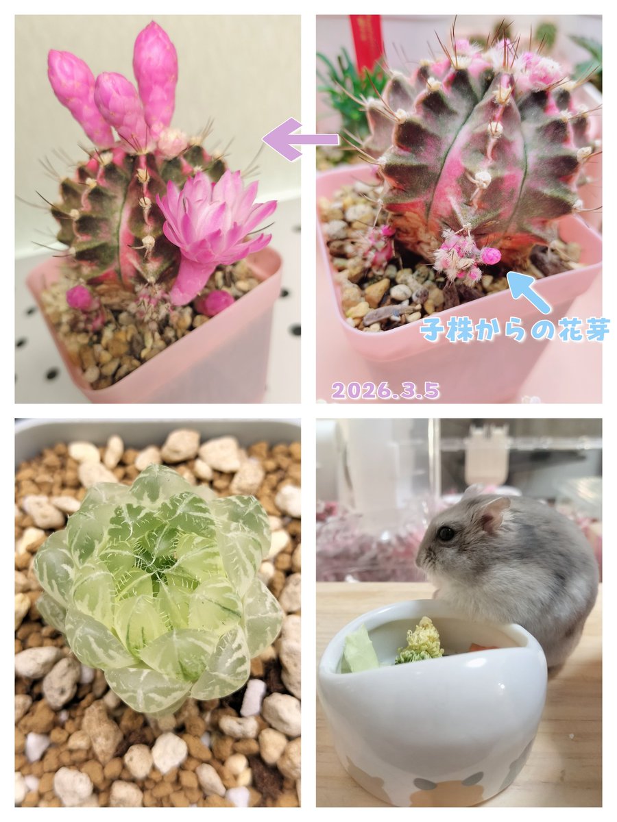 ありす tweet media