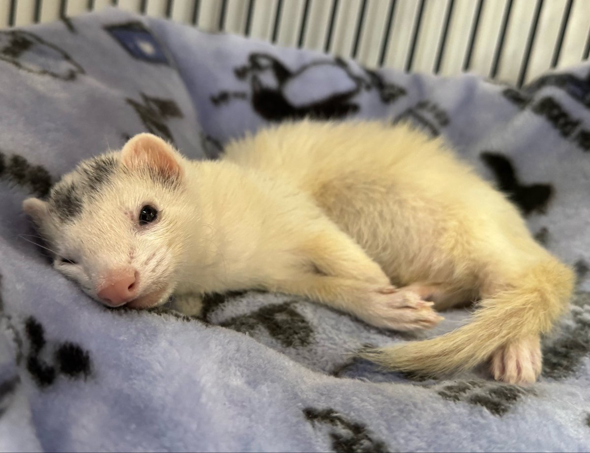 おけい tweet media