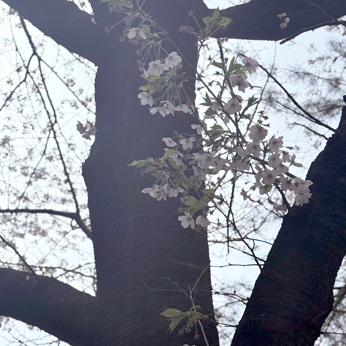 am_ptty's tweet photo. 아무래도 벚꽃이겠지🌸 https://t.co/lsm8xnPKV0