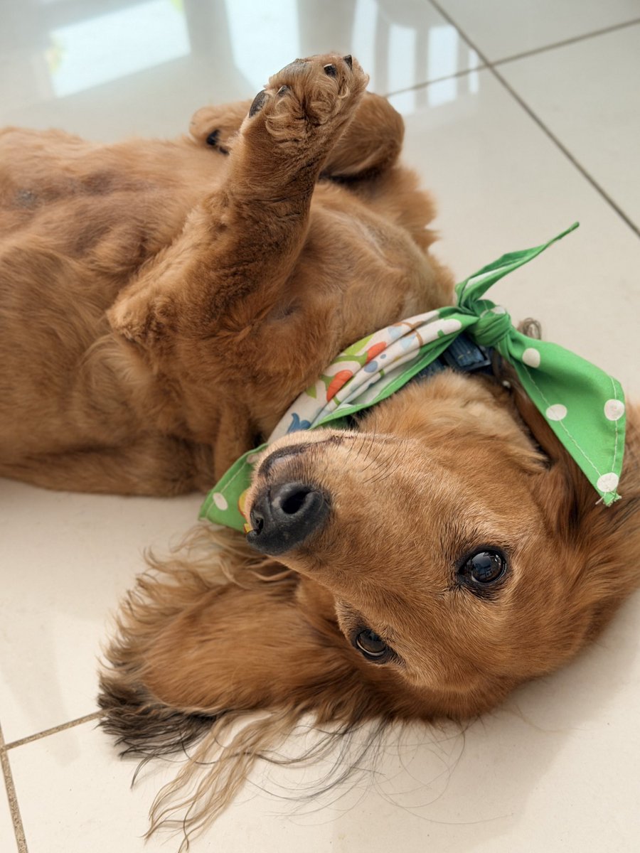 Schnitzel & Clover tweet media