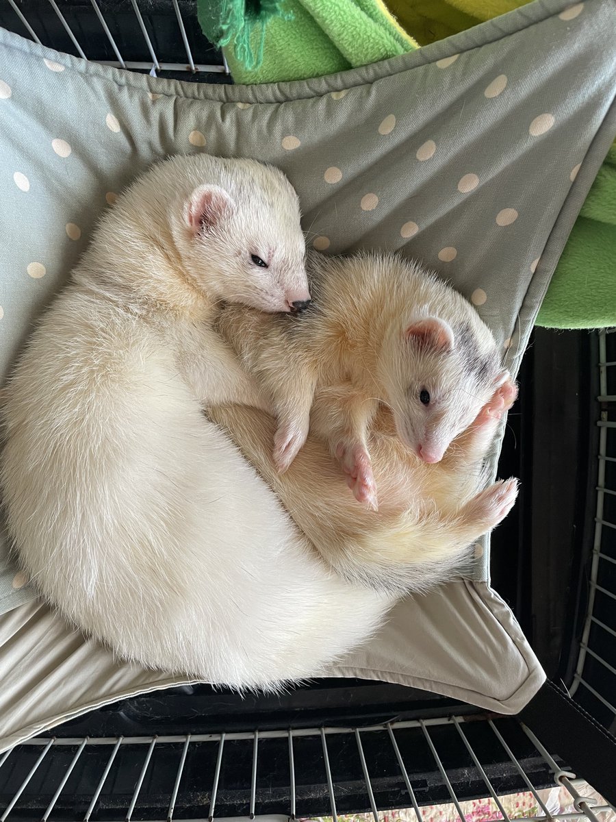 everyday_ferret tweet media