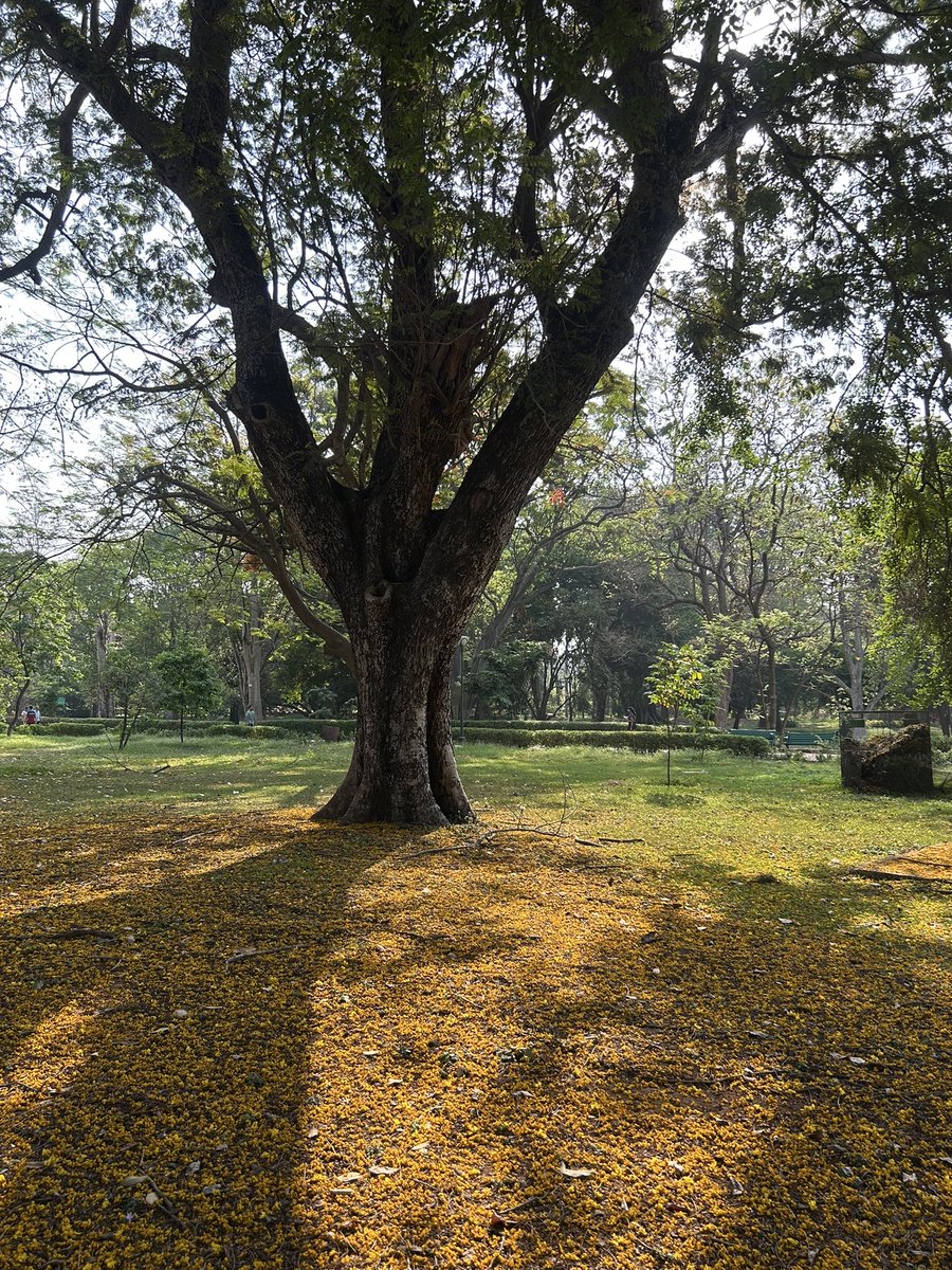 hemsdoc's tweet image. The many shades of #lalbagh mornings! 
#bengaluru #trees