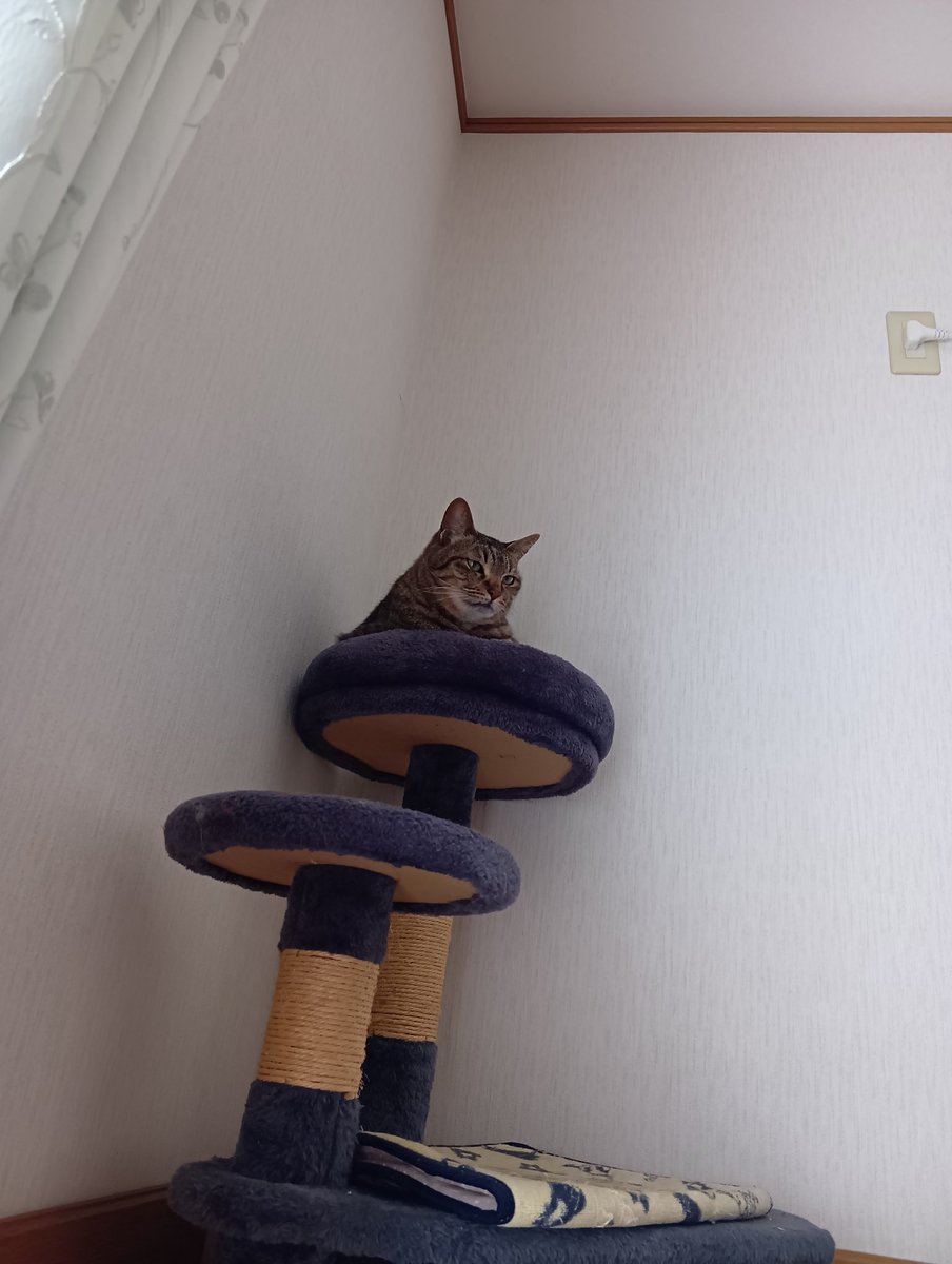 おヵどン(50歳から本気出す！) tweet media