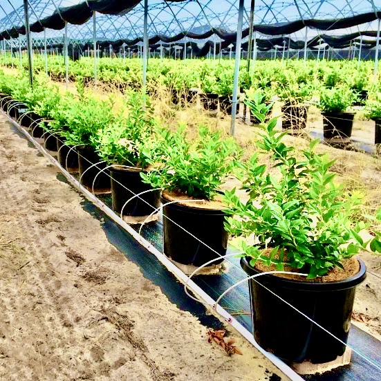 J.S@LinearInc スリランカ＆インドからヤシガラ培土輸入 tweet media