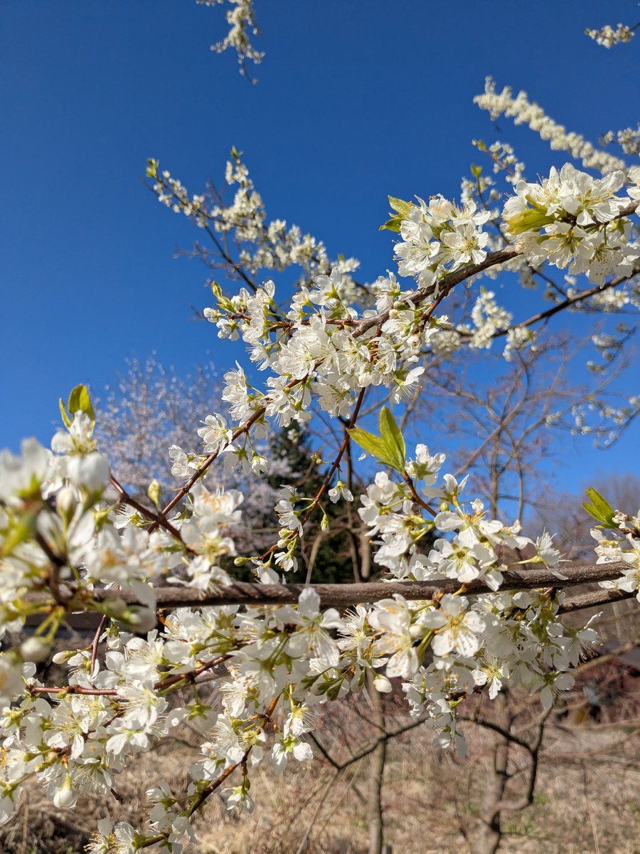 toshio miura tweet media