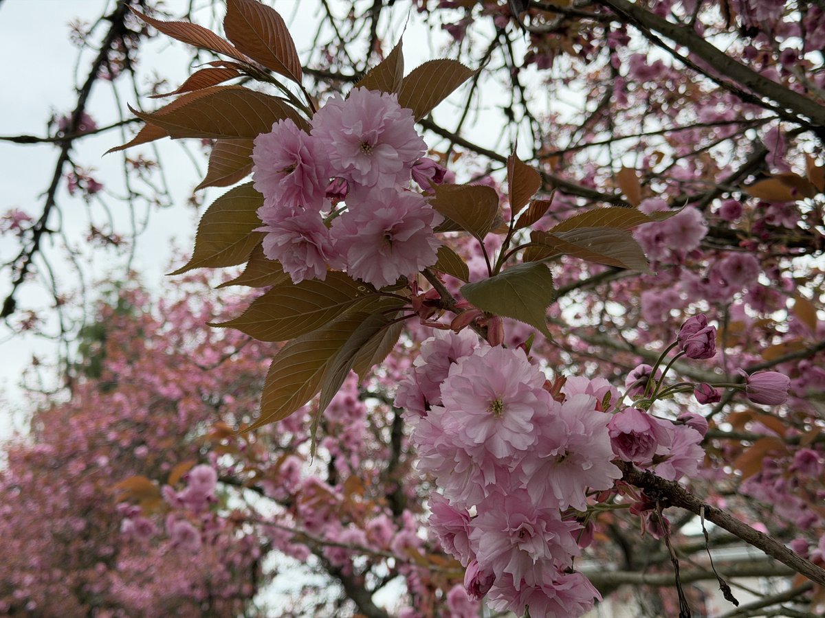 Max Phillips tweet media