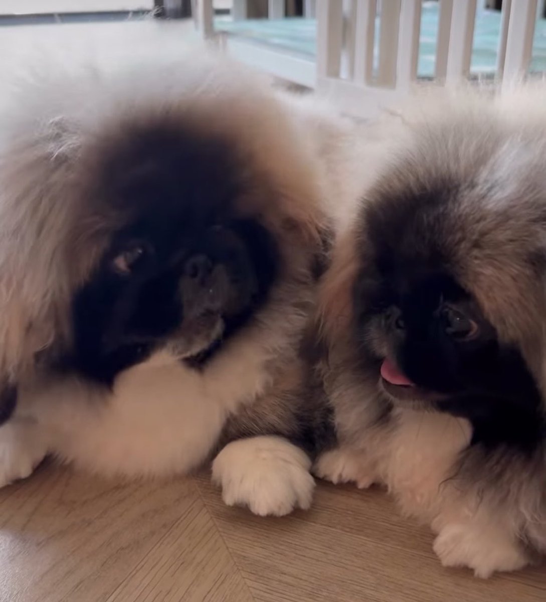 ˗ˏˋพาแลน Guilty Pleasure🐍!˚ ༘ tweet media