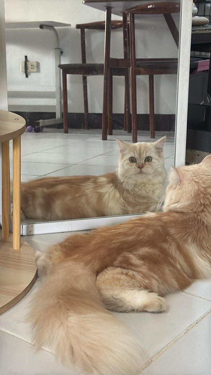 waffles 🧇 tweet media