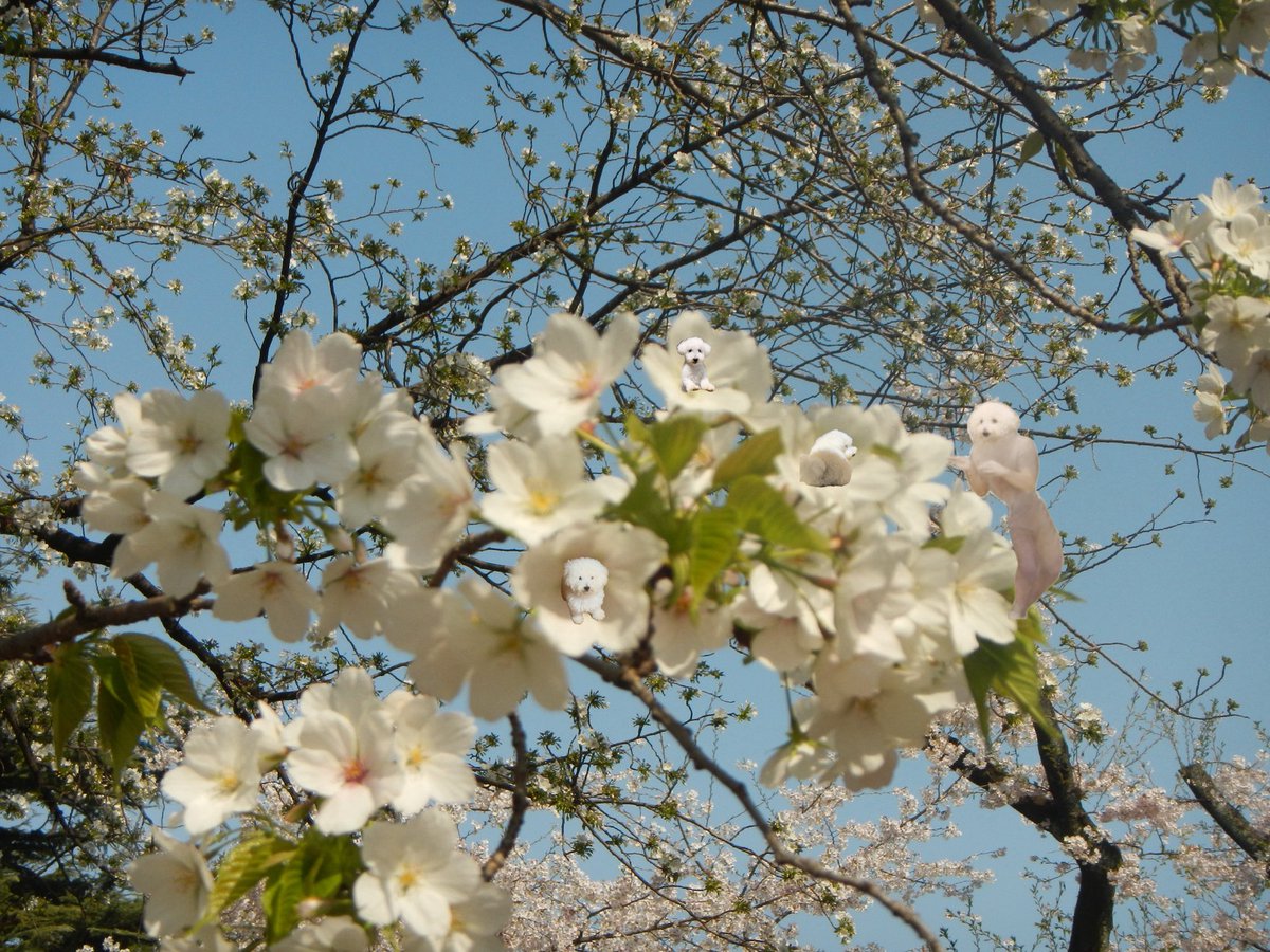 朗らかな犬 tweet media