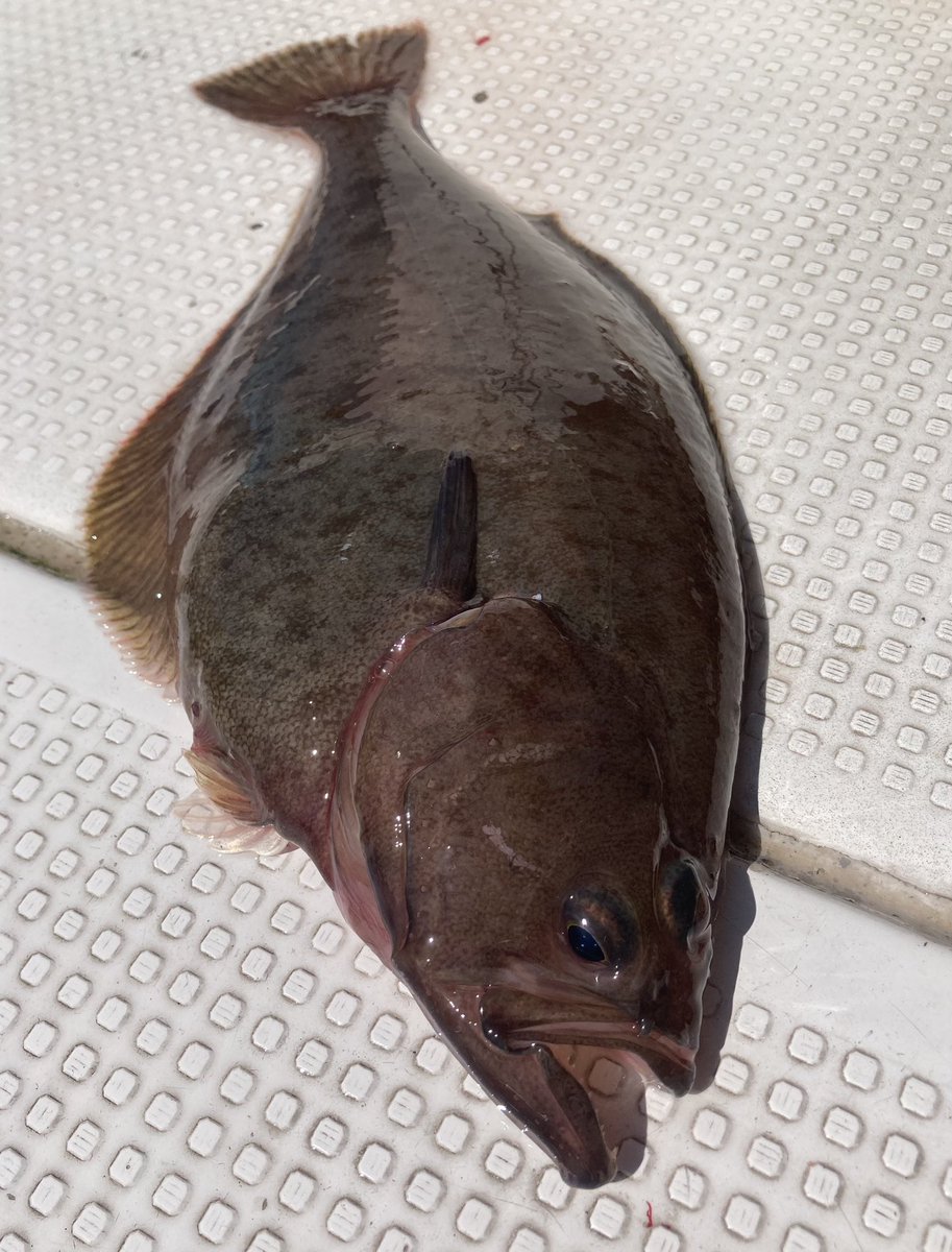 てんおじ tweet media