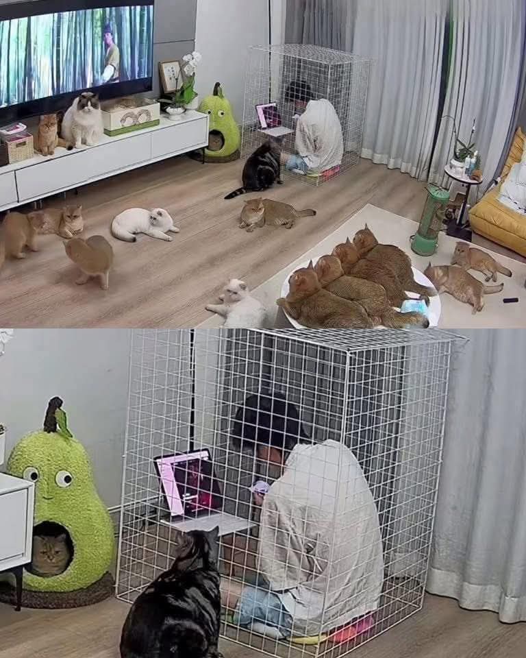 Animalitos en aprietos. tweet media