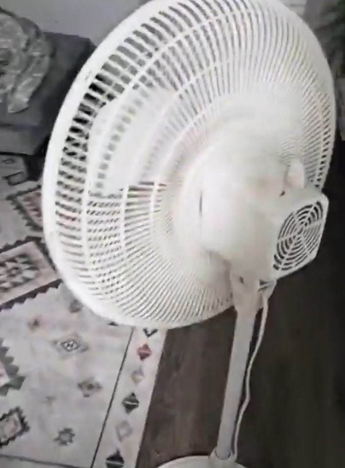 DAKKADAKKA tweet media